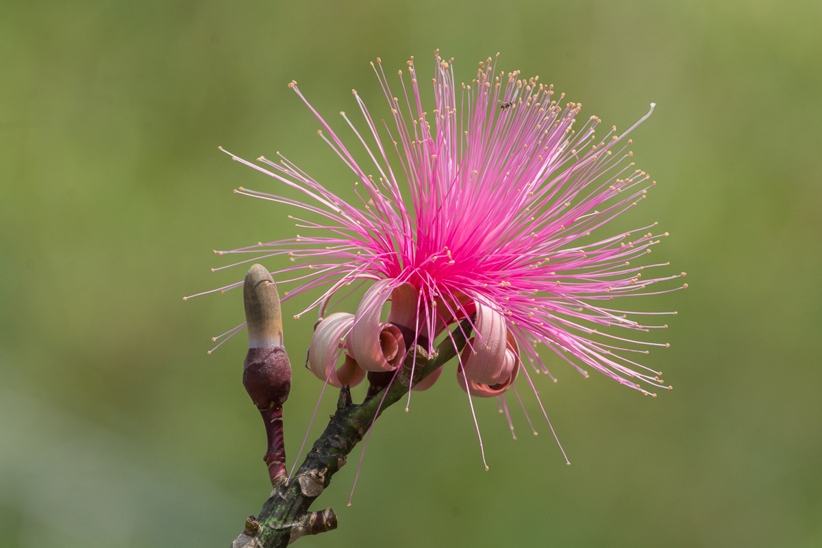 Pseudobombax ellipticum